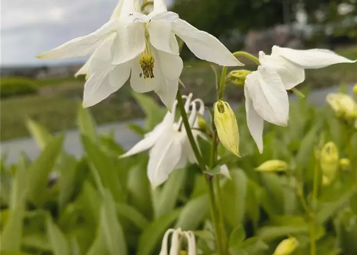 Aquilegia vulgaris 'Alba'