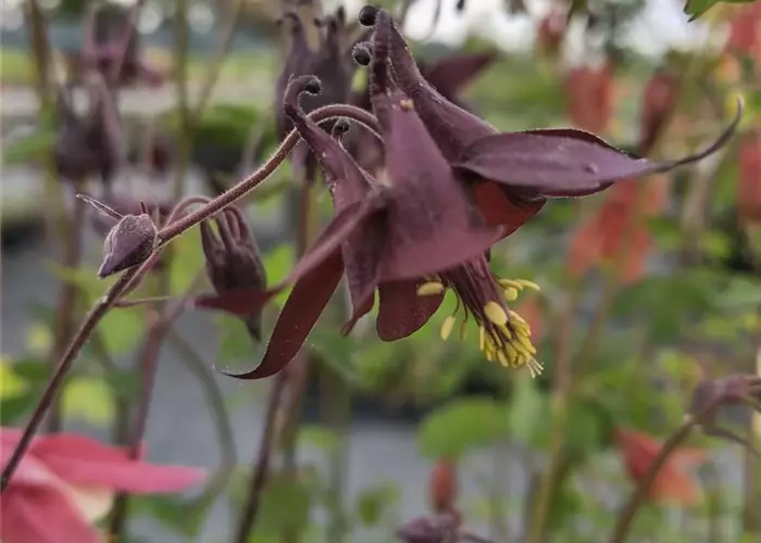 Aquilegia atrata