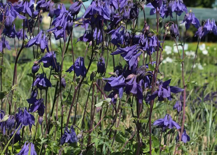 Aquilegia vulgaris