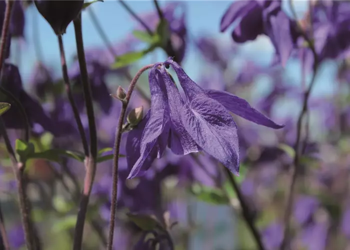 Aquilegia vulgaris
