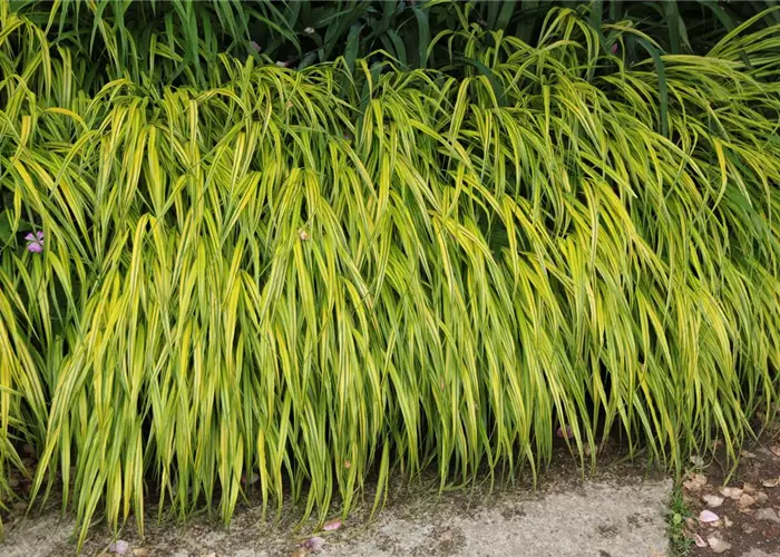 Hakonechloa macra 'Aureola'
