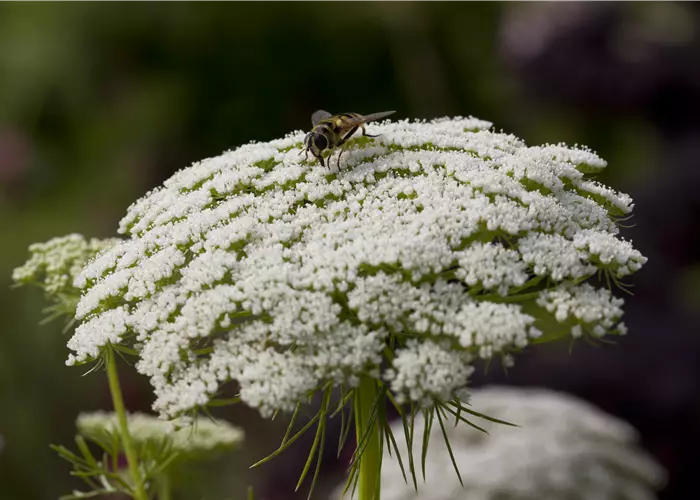 Daucus carota ssp.carota