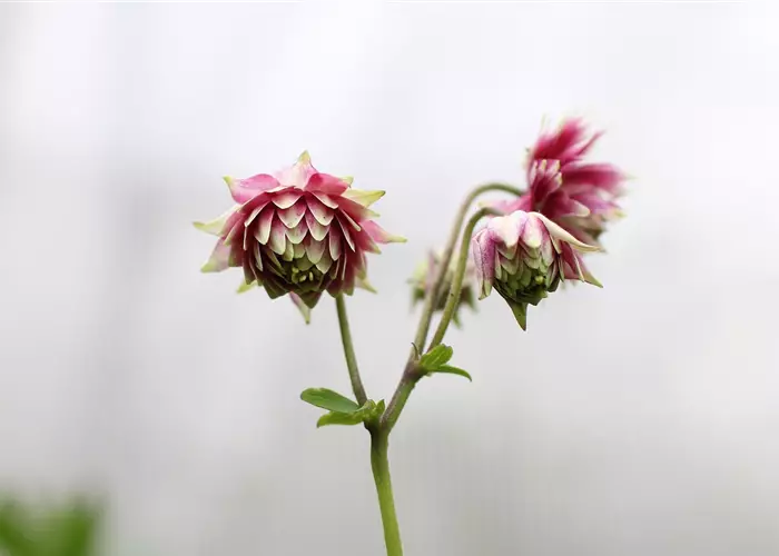 Aquilegia vulgaris 'Plena Nora Barlow'