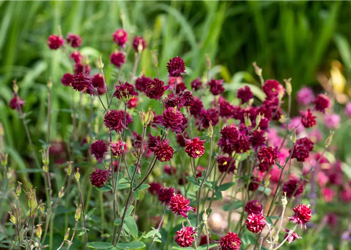 Aquilegia vulgaris 'Ruby Port'