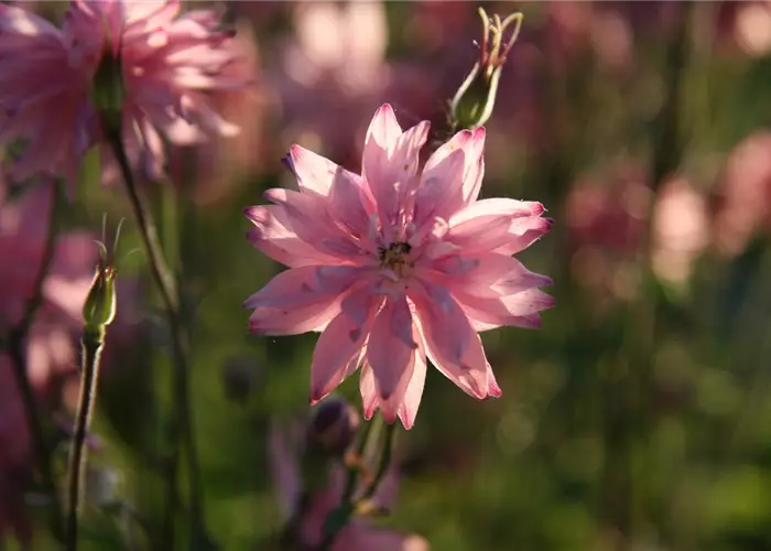 Aquilegia vulgaris 'Plena Rose Barlow'