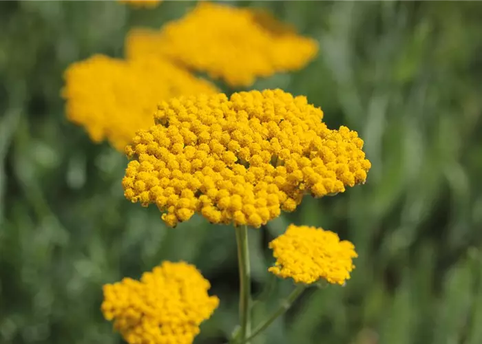 Achillea filipendulina 'Coronation Gold'