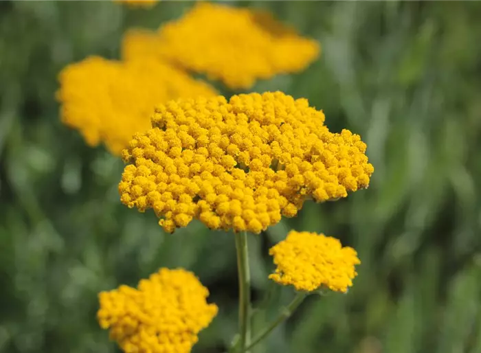 Hohe Schafgarbe 'Coronation Gold'