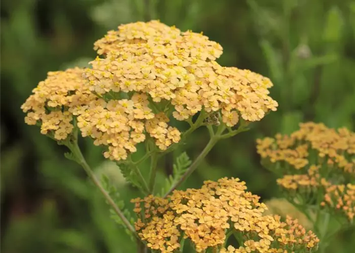 Achillea filipendulina 'Hannelore Pahl'