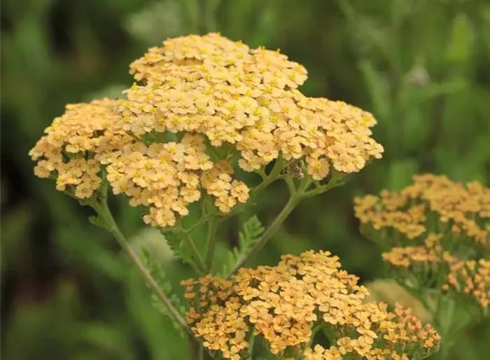 Schafgarbe 'Hannelore Pahl'