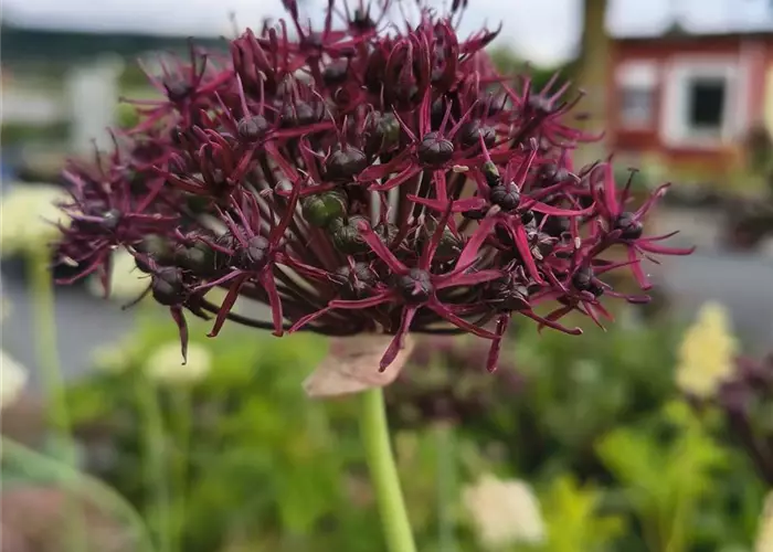 Allium atropurpureum