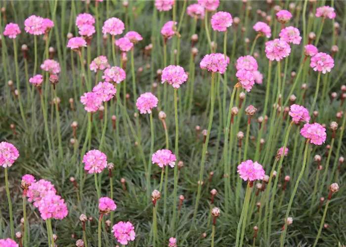 Armeria maritima 'Rubrifolia' ('Vesuv')