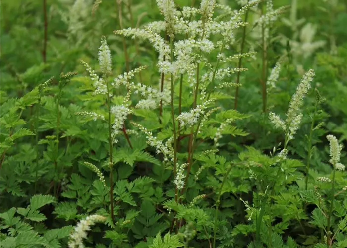 Aruncus aethusifolius