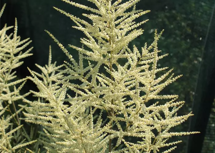Aruncus dioicus