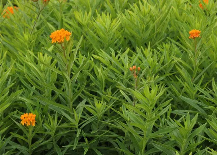 Asclepias tuberosa