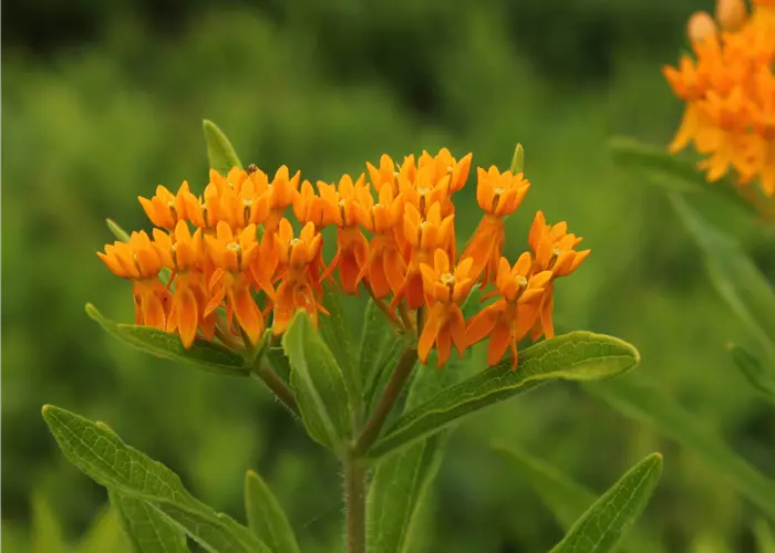 Asclepias tuberosa