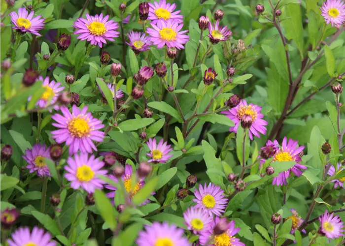 Aster ageratoides 'Ezo Muraski'
