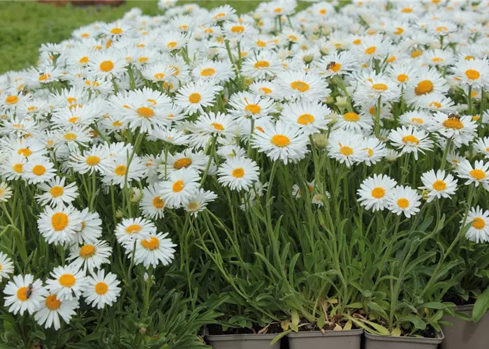 Aster alpinus 'Albus'