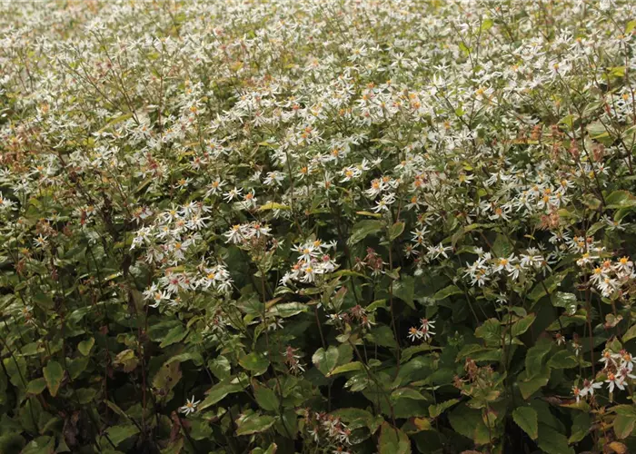 Aster divaricatus