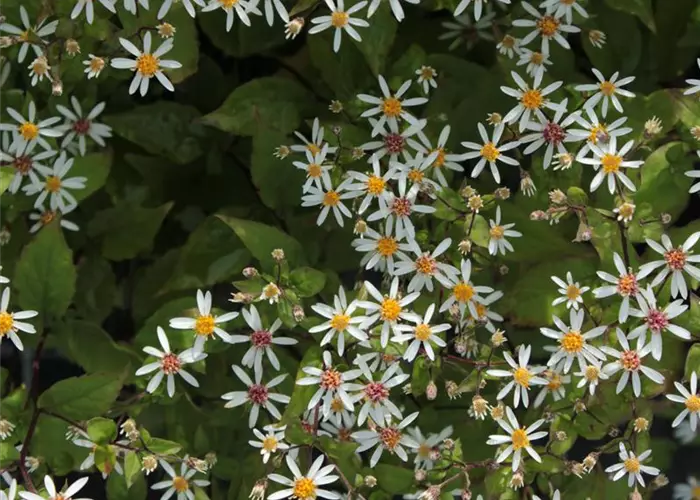Aster divaricatus 'Tradescant'