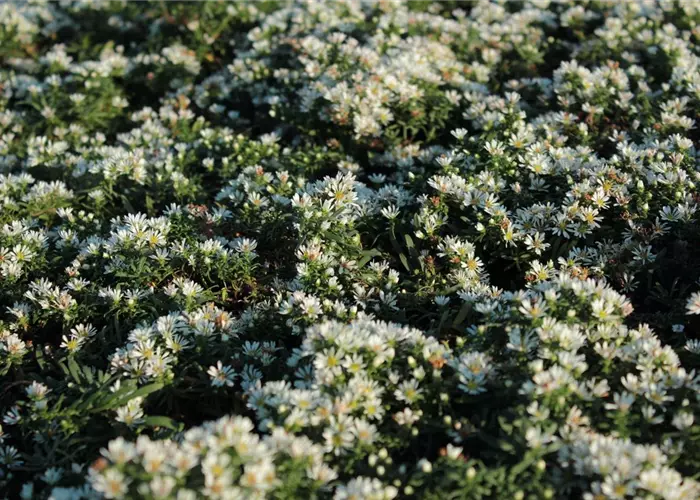 Aster ericoides 'Snowflurry' (=pansus)