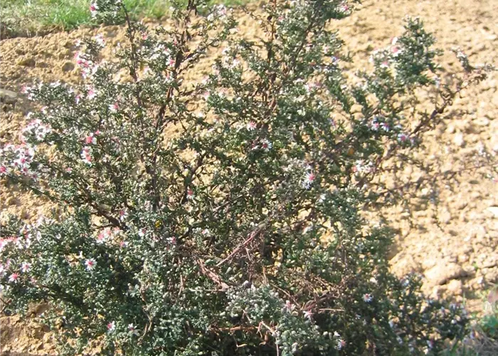Aster lateriflorus horiz.'Prince'