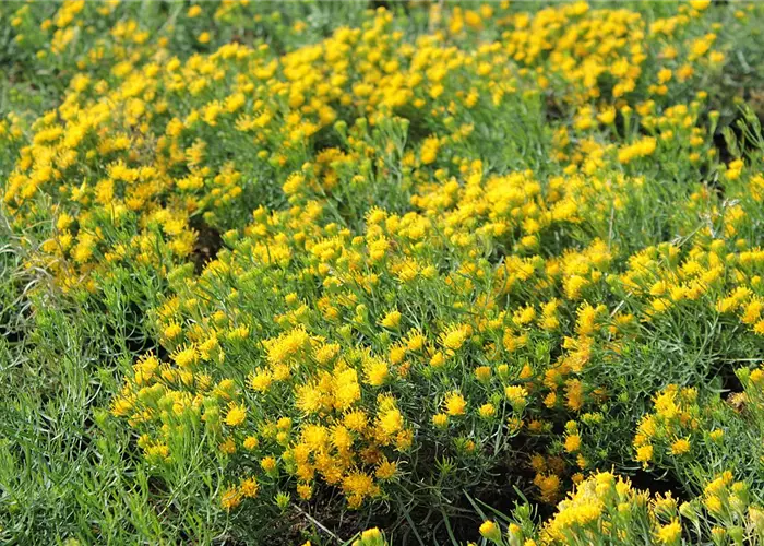 Aster linosyris