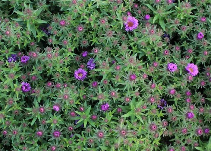 Aster novae-angliae 'Purple Dome'