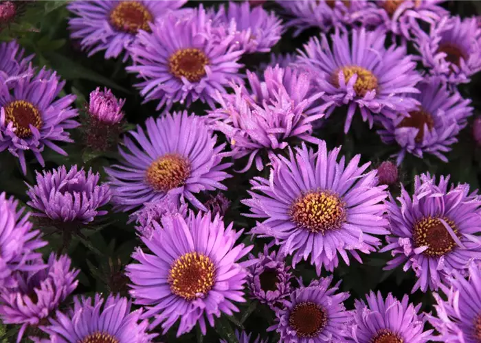 Aster novae-angliae 'Purple Dome'