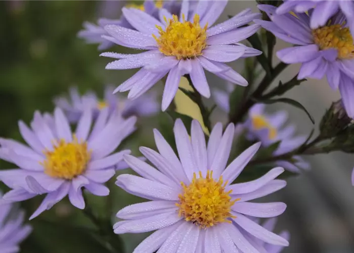 Aster novi-belgii 'Dauerblau'