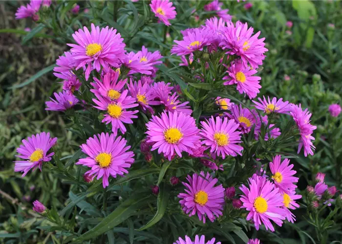 Aster novi-belgii 'Karminkuppel'
