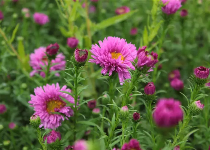 Aster novi-belgii 'Rosa Perle'