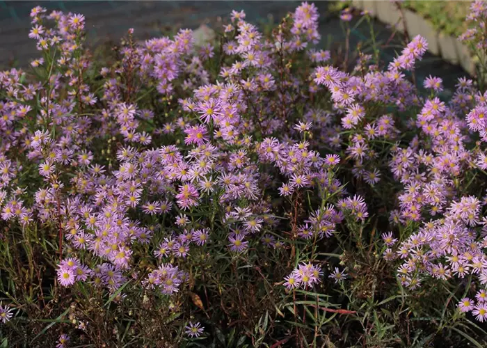 Aster pringlei 'Pink Star'