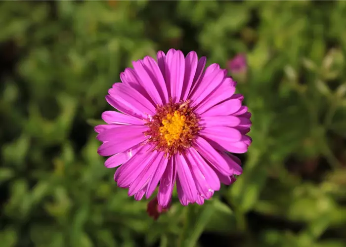 Aster x dumosus 'Starlight'