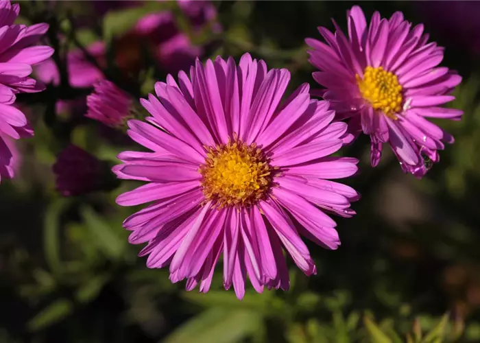 Aster x dumosus 'Terry's Pride'