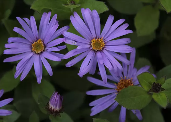 Aster x frikartii 'Jungfrau'