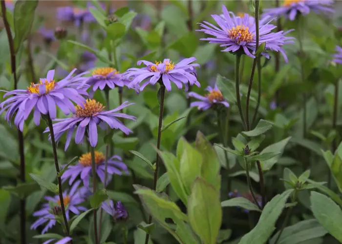 Aster x frikartii 'Jungfrau'