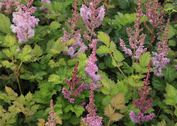 Astilbe chin.var.taquetii 'Purpurlanze'