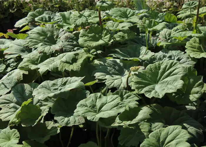 Astilboides tabularis
