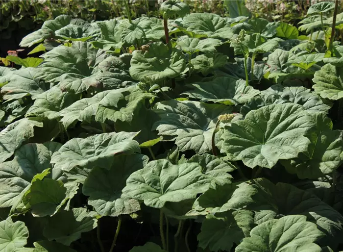Tafelblatt