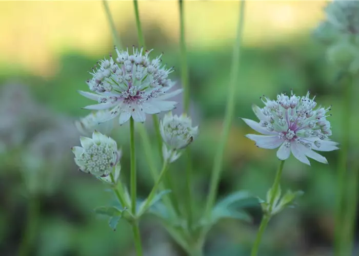 Astrantia major