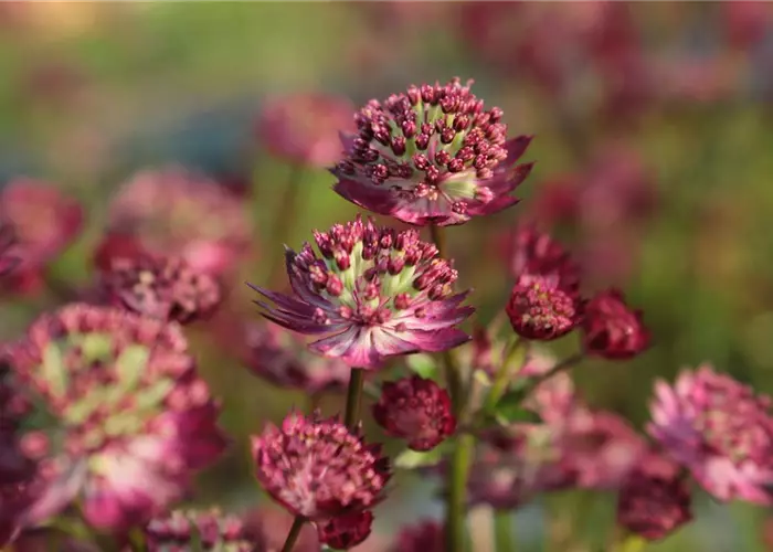 Astrantia major 'Moulin Rouge' -R-