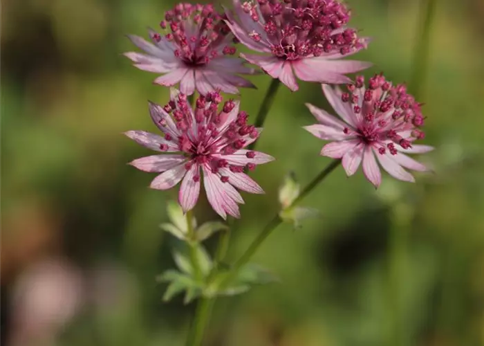 Astrantia major 'Roma' -R-