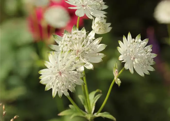Astrantia major 'Shaggy'