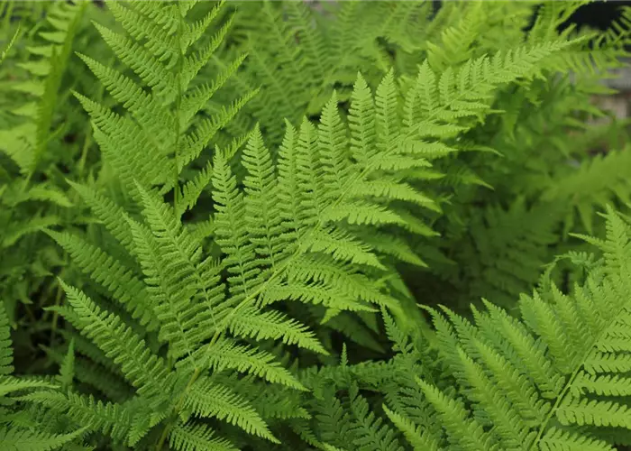 Athyrium filix-femina