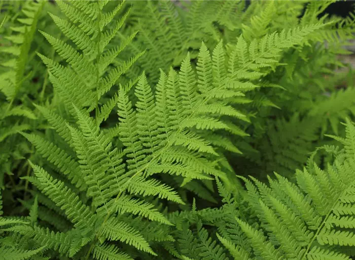 Wald-Frauenfarn