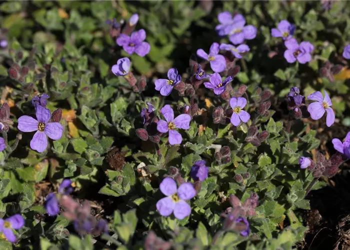 Aubrieta Hybr.'Hürth'