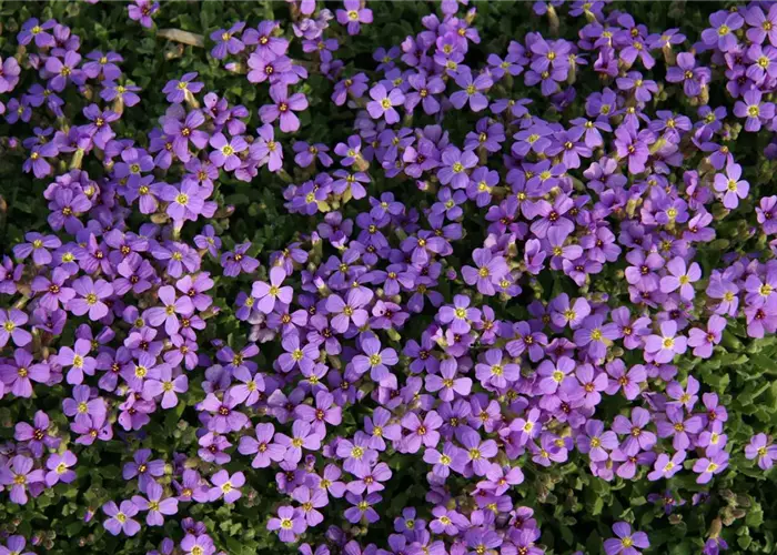 Aubrieta x cult.'Blaumeise'