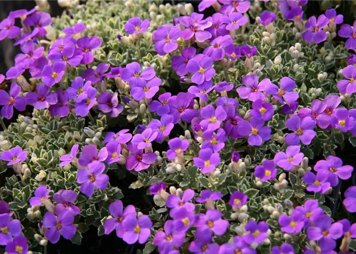 Aubrieta x cult.'Silberrand'