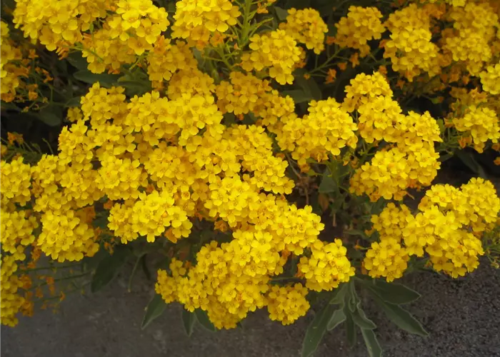 Aurinia saxatilis 'Goldkugel'