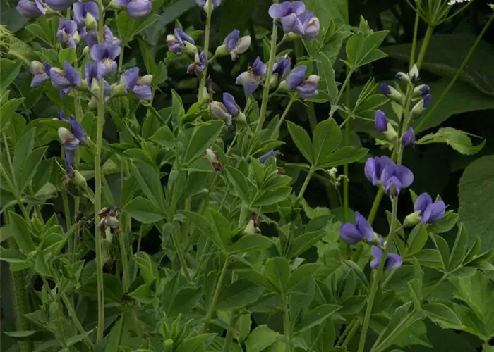 Baptisia australis